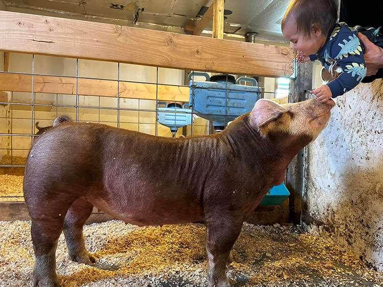 Baby Touching Hog