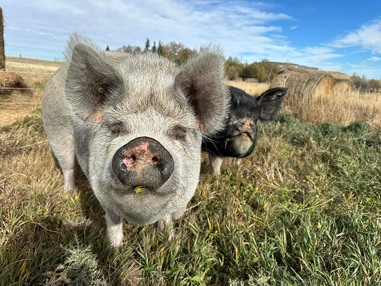A Very Happy Hog