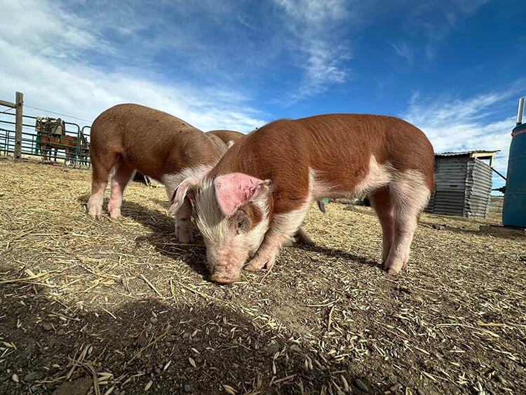 Piglets Eating Grass