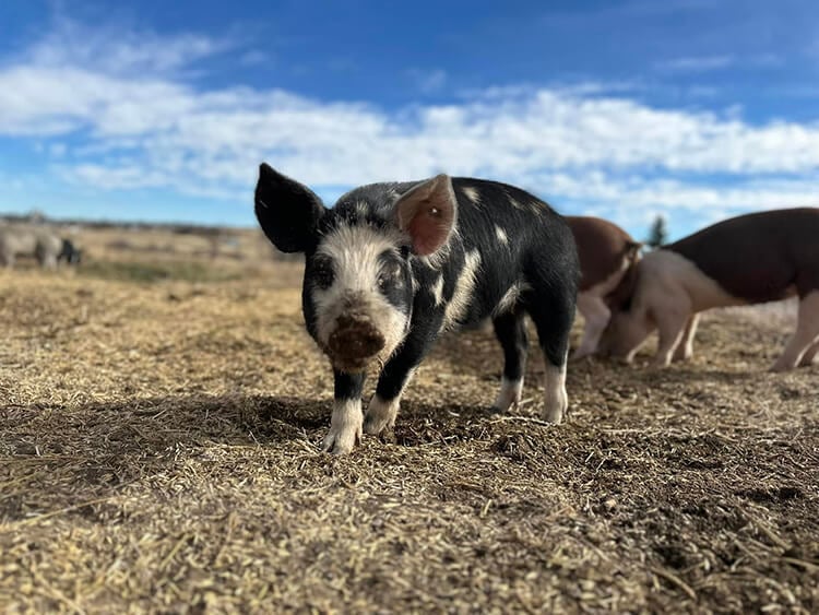 Spotted Piglet